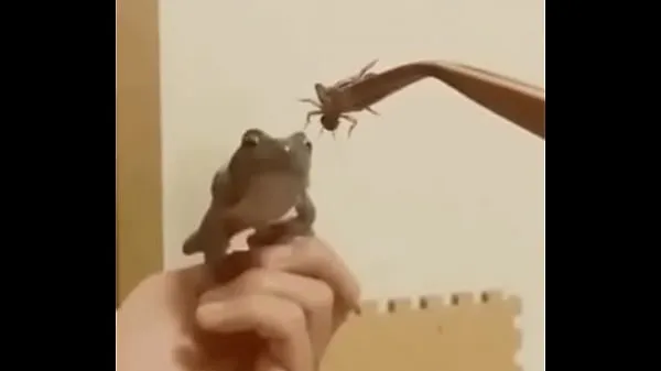 Katso Suicidal frog tuoretta leikettä